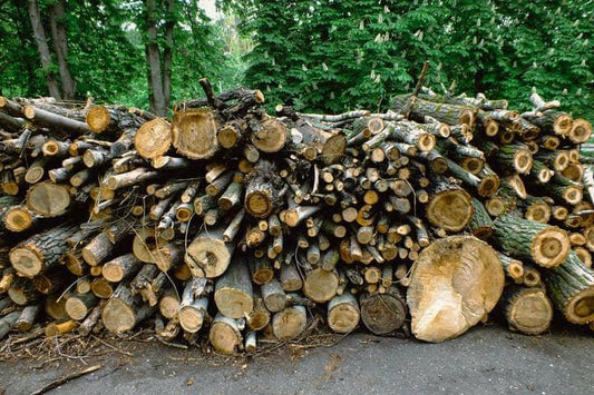 So, What Is Natural Wood? - The Sustainable Watch Company